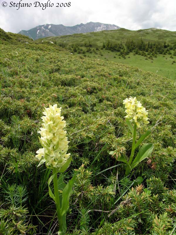 Orchis spitzelii e altro dai Simbruini